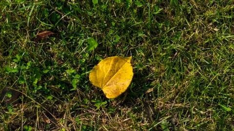 Fallen lonely autumn leaf lies on green grass Stock Photos