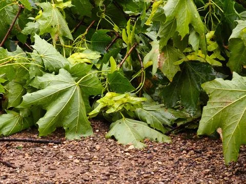 Fallen maple branches with green leaves on wet ground after rain 库存照片