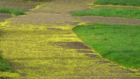 Fallen Maple Flowers Scattered Across a Suburban Sidewalk Stock-Footage 345007178