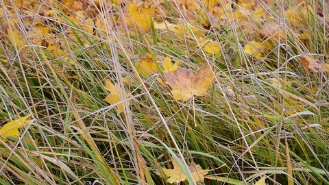 Fallen maple foliage in dense grass Stock Footage 117417404