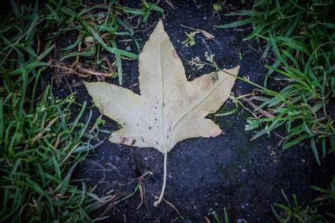 Fallen maple leaf against dark earth background. Stock Photos