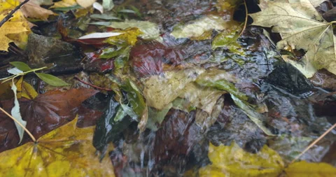 Fallen maple leaf and autumn foliage Stock Footage 253558795
