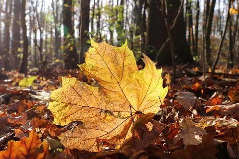 Fallen maple leaf in backlight Stock Photos