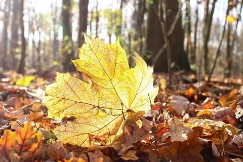 Fallen maple leaf in backlight Stock Photos