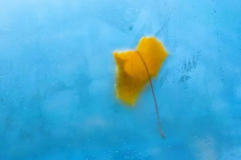 Fallen maple leaf behind the window Foto stock