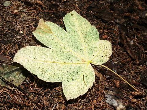 Fallen maple leaf covered with big rain drops. Leaf on needles Stock Photos