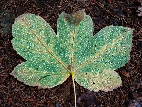Fallen maple leaf covered with big rain drops. Leaf on needles Stock Photos
