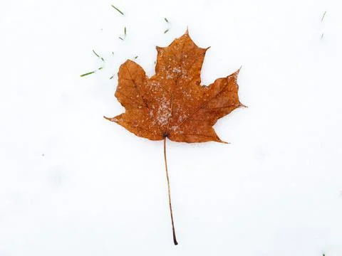 Fallen maple leaf covered with melting snow on freshly fallen snow. Isolated  写真素材