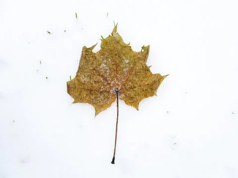 Fallen maple leaf covered with melting snow on freshly fallen snow. Isolated  Stock Photos
