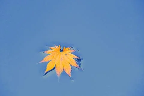 A fallen maple leaf floating on the surface of blue water Stock Photos