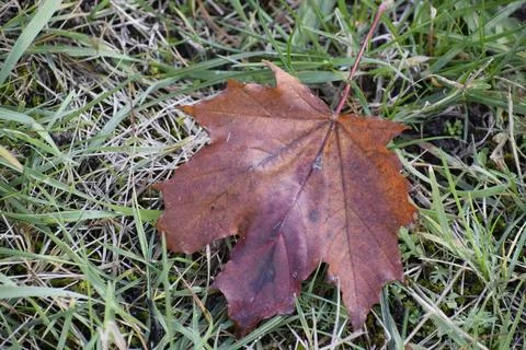 Fallen maple leaf on grass with morning frost Stock Photos
