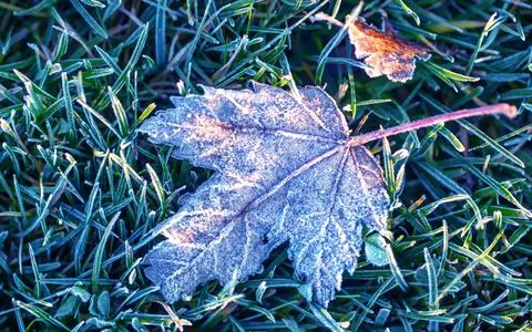 Fallen maple leaf on green grass covered with hoarfrost. Stock Photos