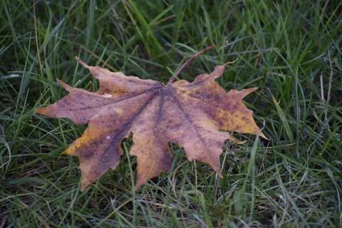 Fallen maple leaf on green grass in autumn Stock Photos
