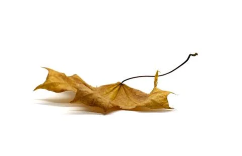 A fallen maple leaf isolated on a white background. Stock Photos