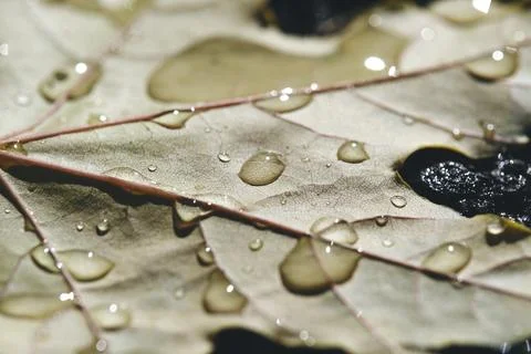 Fallen maple leaf lies on asphalt in drops of autumn rain. Stock Photos