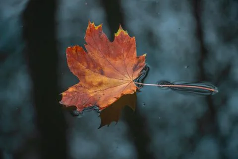 Fallen maple leaf peacefully floating on the surface of the autumn creek Stock Photos