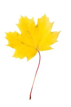 Fallen maple leaf Foto stock
