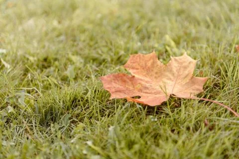 Fallen Maple Leaf Stock Photos