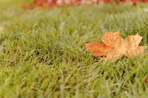 Fallen Maple Leaf Stock Photos
