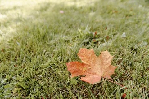 Fallen Maple Leaf Stock Photos