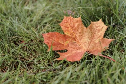 Fallen Maple Leaf Stock Photos