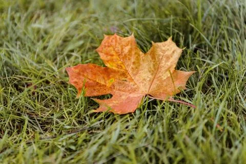 Fallen Maple Leaf Stock Photos