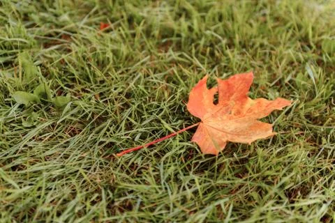 Fallen Maple Leaf Stock Photos