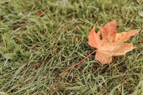 Fallen Maple Leaf Stock Photos