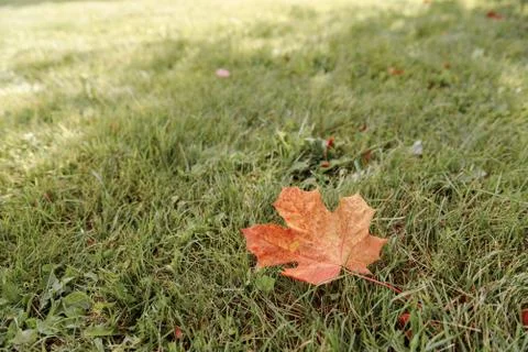 Fallen Maple Leaf Stock Photos