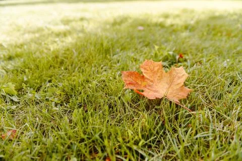 Fallen Maple Leaf Stock Photos