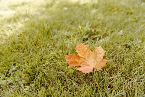 Fallen Maple Leaf Stock Photos