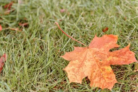 Fallen Maple Leaf Stock Photos