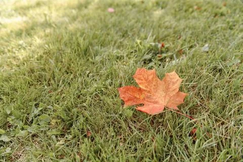 Fallen Maple Leaf Stock Photos