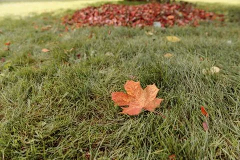 Fallen Maple Leaf Stock Photos