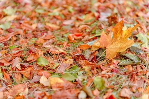 Fallen Maple Leaf Stock Photos