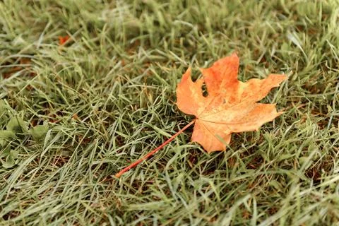 Fallen Maple Leaf Stock Photos