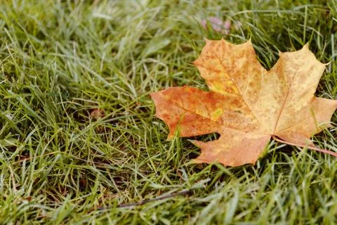Fallen Maple Leaf Stock Photos