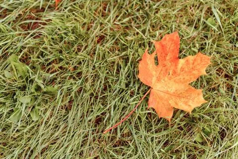 Fallen Maple Leaf Stock Photos
