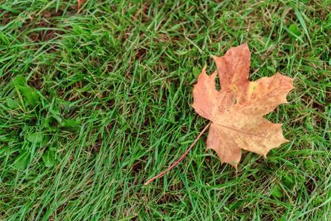 Fallen Maple Leaf Stock Photos