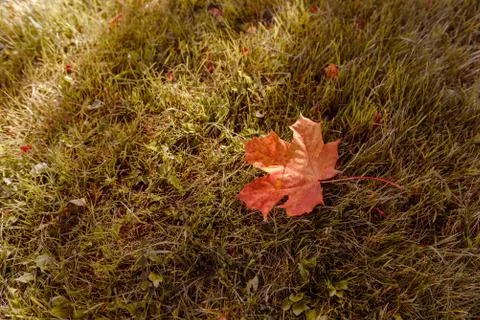 Fallen Maple Leaf Stock Photos