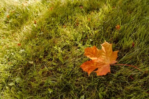 Fallen Maple Leaf Stock Photos
