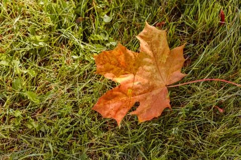Fallen Maple Leaf Stock Photos