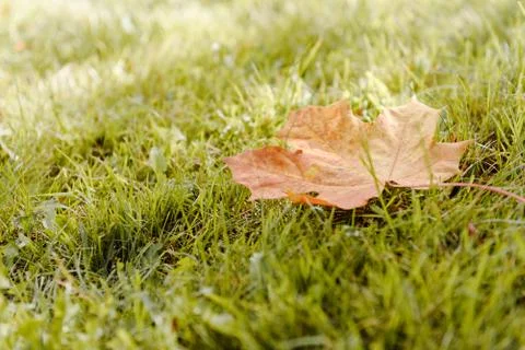 Fallen Maple Leaf Stock Photos