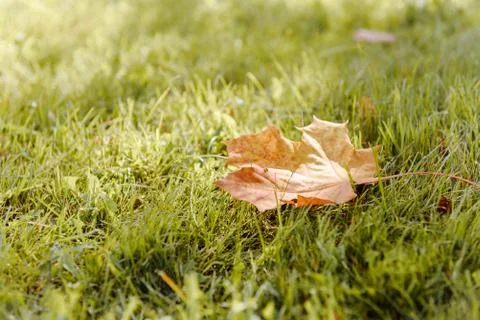 Fallen Maple Leaf Stock Photos