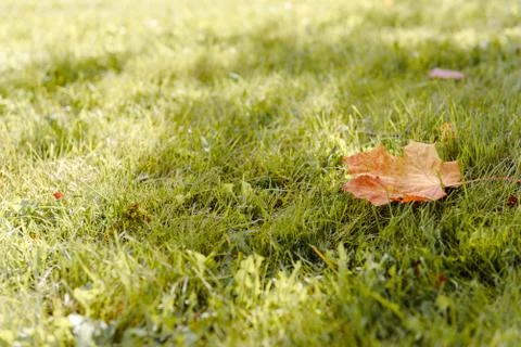 Fallen Maple Leaf Stock Photos