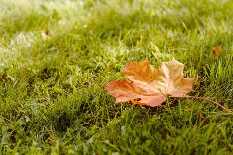 Fallen Maple Leaf Stock Photos