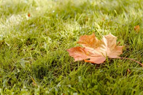 Fallen Maple Leaf Stock Photos