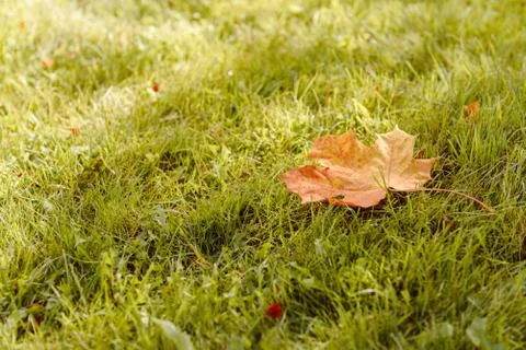 Fallen Maple Leaf Stock Photos