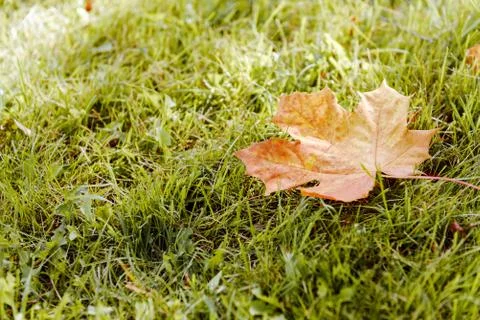 Fallen Maple Leaf Stock Photos