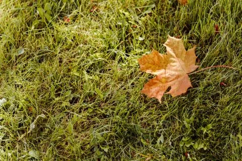 Fallen Maple Leaf Stock Photos